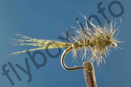 Morgan's Olive Hare's Ear